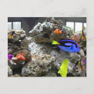 Nemo mit seiner Gang Postkarte