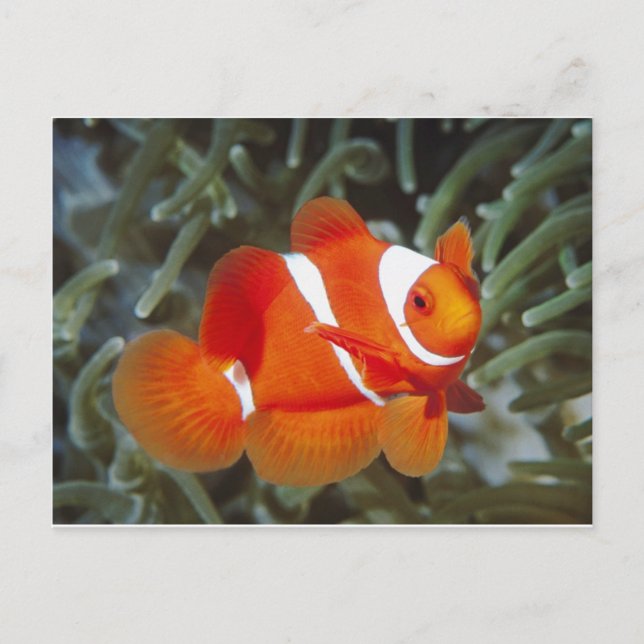 Nemo Postkarte (Vorderseite)