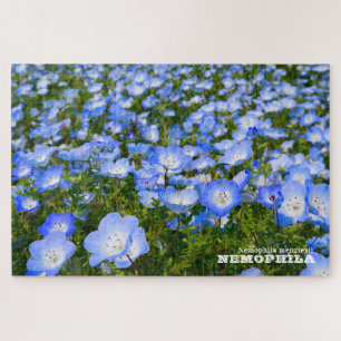 NEMOPHILA (Baby Blue Eyes)