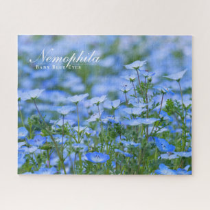 NEMOPHILA (Baby Blue Eyes)