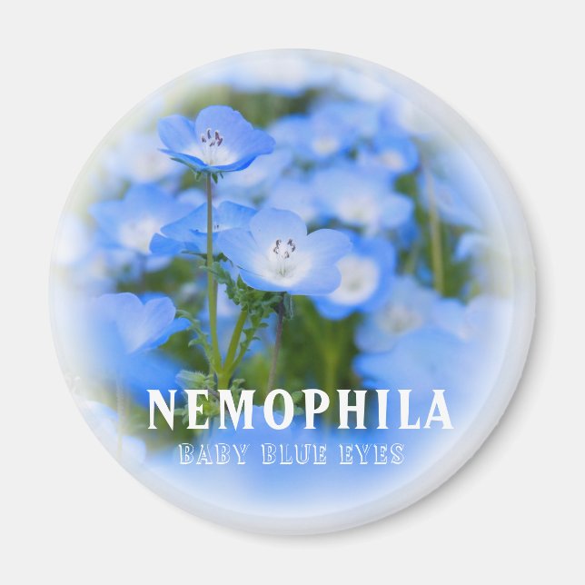 NEMOPHILA (Baby Blue Eyes) Magnet (Vorne)