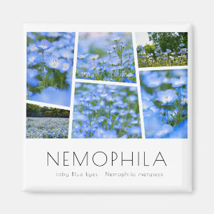 NEMOPHILA (Baby Blue Eyes) Magnet