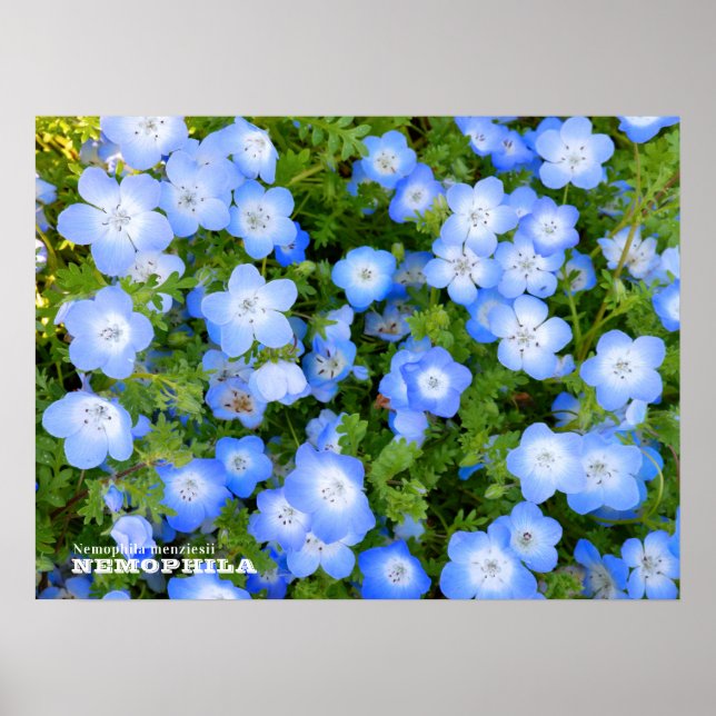 NEMOPHILA（Baby Blue Eyes） Poster (Vorne)