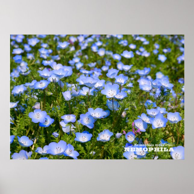 NEMOPHILA（Baby Blue Eyes） Poster (Vorne)