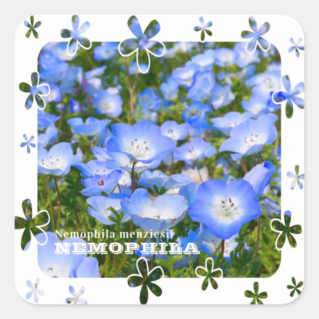 NEMOPHILA（Baby Blue Eyes） Quadratischer Aufkleber (Vorderseite)