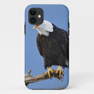 Nennender Weißkopfseeadler, Homer, Alaska, Case-Mate iPhone Hülle