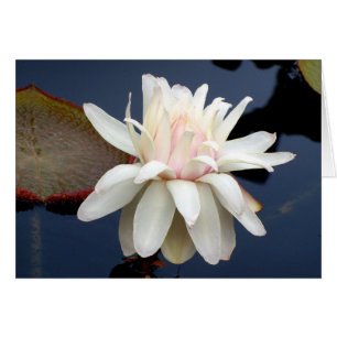 Nénuphar