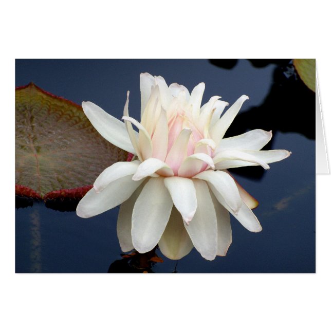 Nénuphar (Devant horizontal)