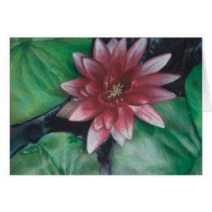Nénuphar magenta