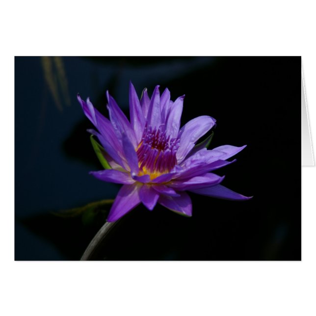 Nénuphar pourpre Lotus (Devant horizontal)
