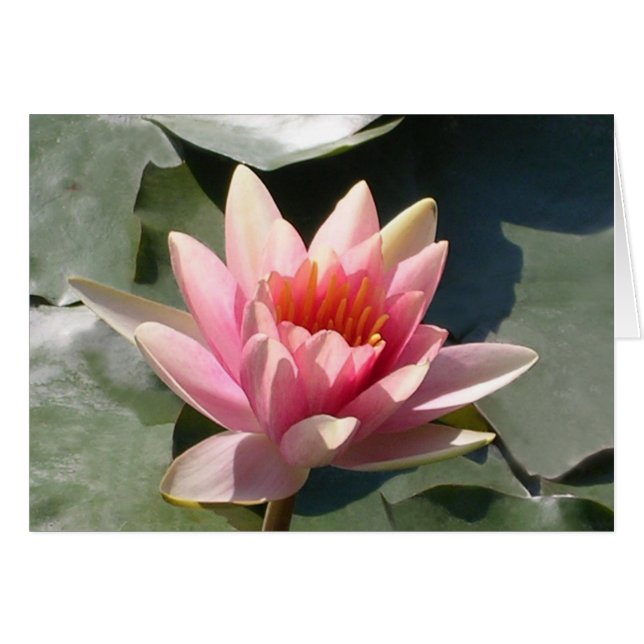 Nénuphar rose (Devant horizontal)