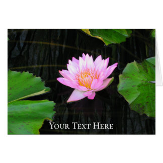 Nénuphar rose Lotus