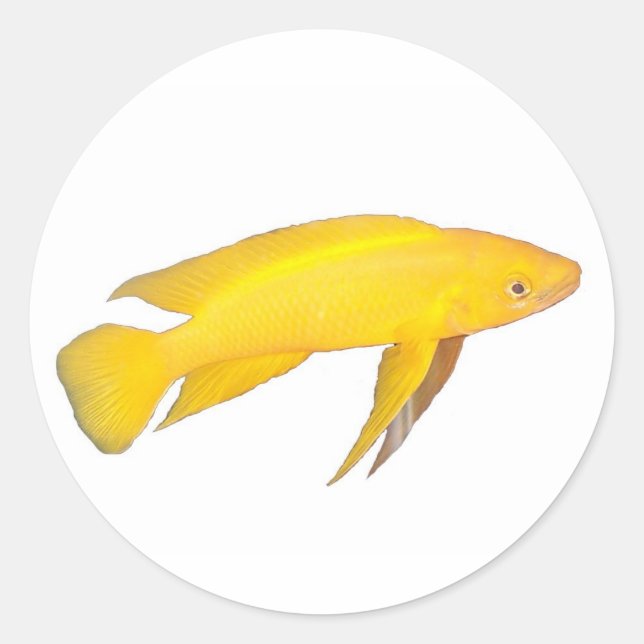 Neolamprologus leleupi runder aufkleber (Vorderseite)