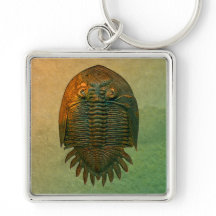 Neometacanthus Fossil Trilobit