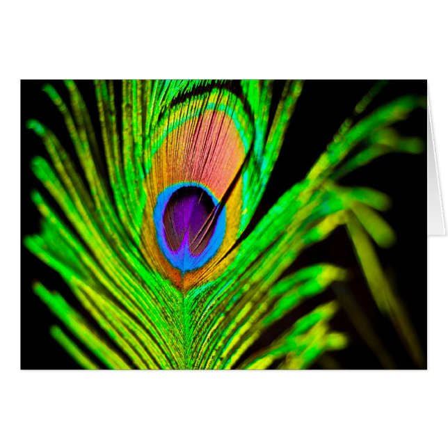 Neon Colors Peacock Feather (Devant horizontal)