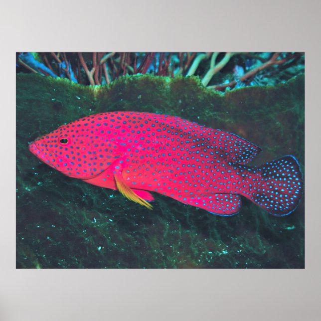 Neon Grouper Poster (Vorne)