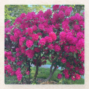 Neon Nature Glasuntersetzer