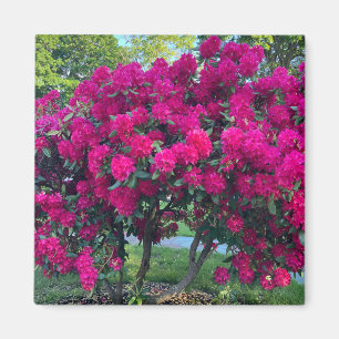 Neon Nature Magnet