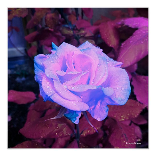 Neon Rose Poster 20" x 20" (Vorderseite)