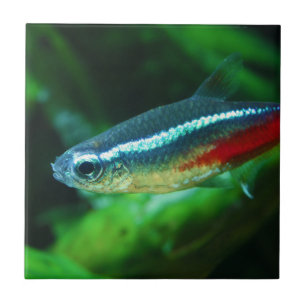 Neon Tetra Fish Paracheirodon Innesi Fliese