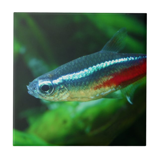Neon Tetra Fish Paracheirodon Innesi Fliese (Vorderseite)