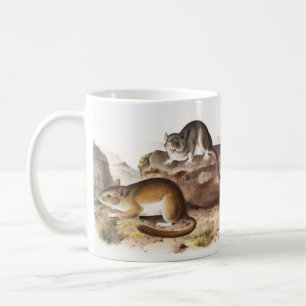 NeotomaMaus (Neotoma Drummondii) Kaffeetasse