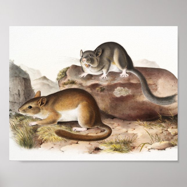 NeotomaMaus (Neotoma Drummondii) Poster (Vorne)