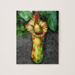 Nepenthes, Illustration der Pitcher-Pflanze