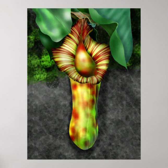 Nepenthes, Illustration der Pitcher-Pflanze Poster (Vorne)