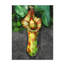 Nepenthes, Illustration der Pitcher-Pflanze