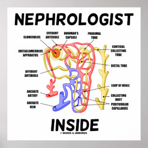 Nephrologe Inside Kidney Nephron Poster