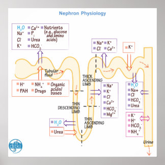 Nephron Physiologie Poster