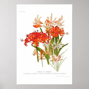 Nerines Poster
