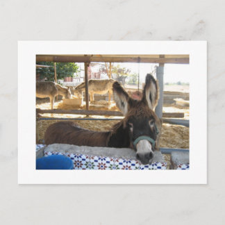 Nerja Donkey Sanctuary Postkarte