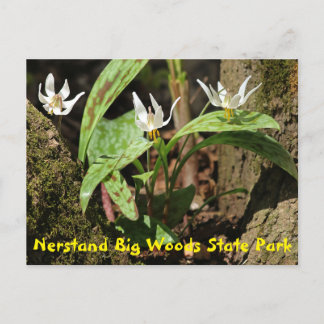 Nerstand Big Woods Staat Park Postcard Postkarte