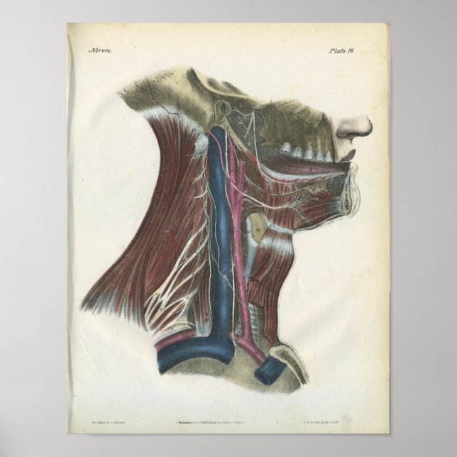 Nerven der Neck Anatomy Print Poster (Vorne)