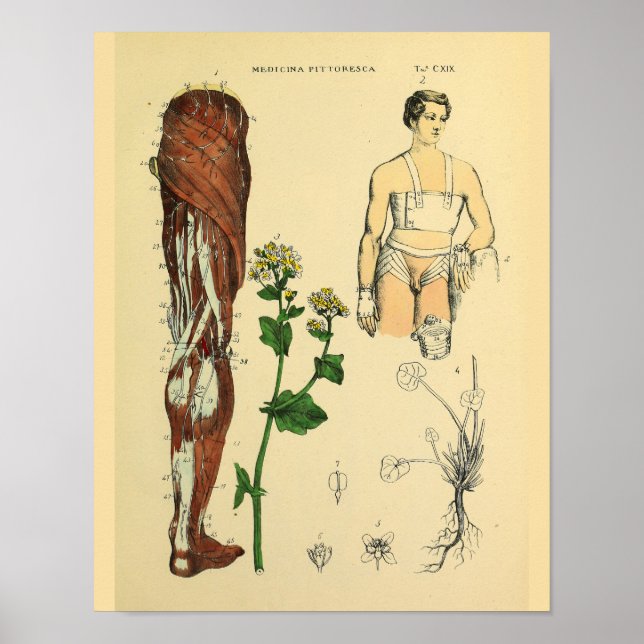 Nerven Muskeln Medikale Anatomie Kunst drucken Poster (Vorne)