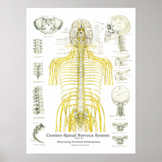 Nerven und Subluxationen Chiropraktisches Poster