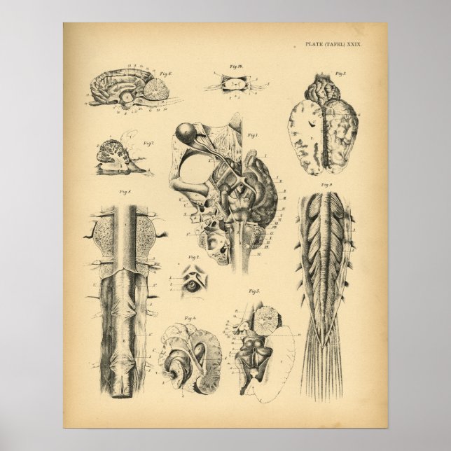 Nervenanatomie 1908 Vintag drucken Poster (Vorne)