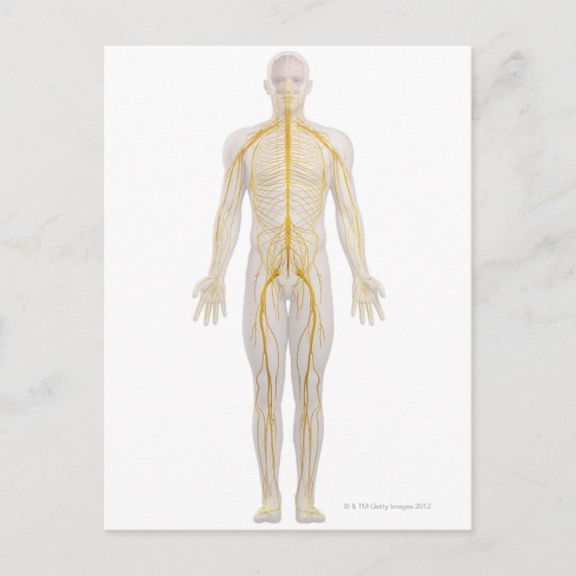 Nervensystem 2 postkarte (Vorderseite)