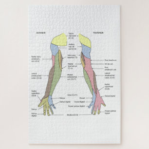 Nervensystem kutane Innervation obere Extremität