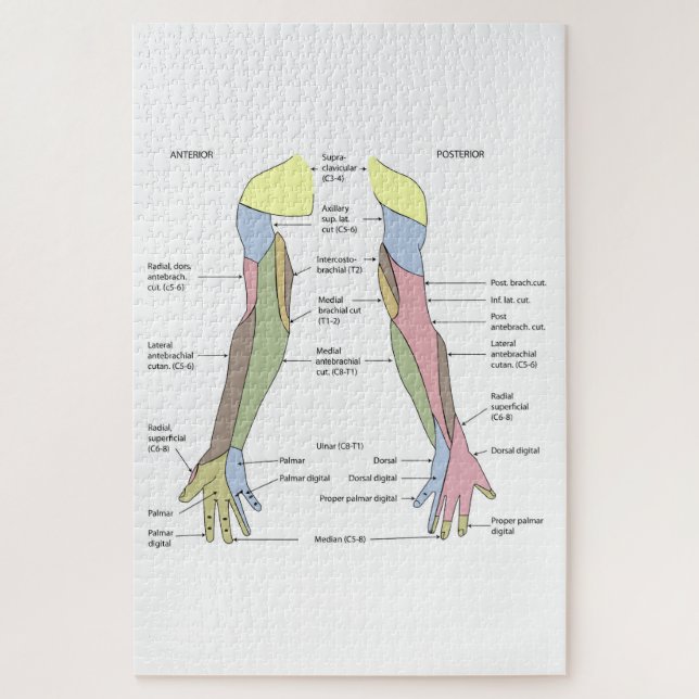 Nervensystem kutane Innervation obere Extremität (Vertikal)