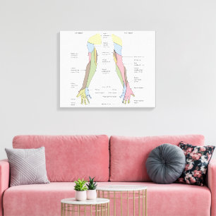 Nervensystem kutane Innervation obere Extremität Leinwanddruck