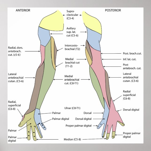 Nervensystem kutane Innervation obere Extremität Poster (Vorne)