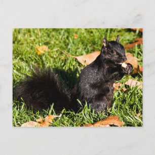 Nervous Kleiner Typ Postkarte