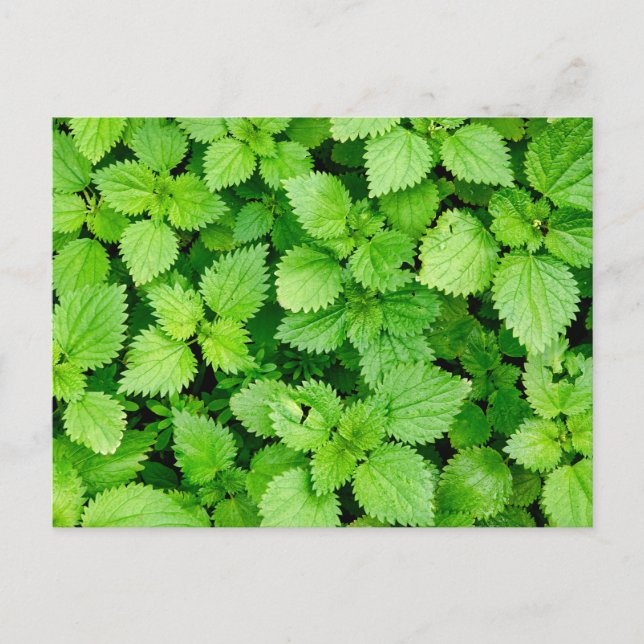 Nessel Postkarte (Vorderseite)