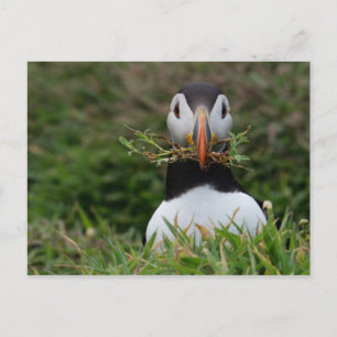 Nest Builder Puffin Postkarte