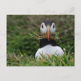 Nest Builder Puffin Postkarte