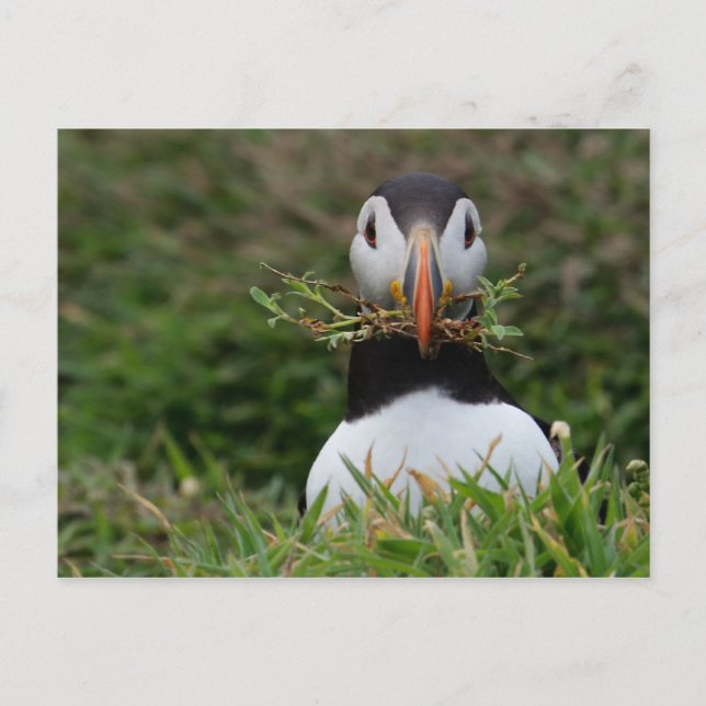 Nest Builder Puffin Postkarte (Vorderseite)