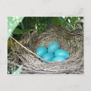 Nest der Robin Eggs Postkarte